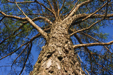 Looking up a huge evergreen pine tree in the Crex Meadows Wildlife Area - focus and detail on the bark - looking up the tree to the sky