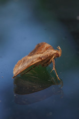Extreme closeup of moth species on a car windshield (possibly a panopoda species) - fun reflection of interesting insect on the glass - in the Governor Knowles State Forest in Northern Wisconsin