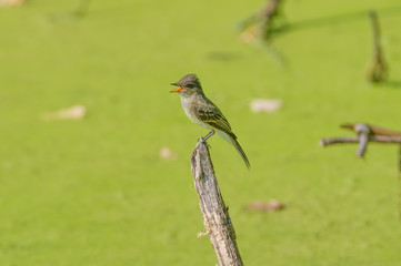 Likely eastern wood-peewee (but possibly a flycatcher species) calling on top of a fallen tree branch in a mucky pond in the floodplain of the Minnesota River-in the middle of summer / breeding season