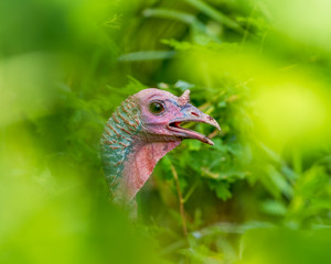 Turkey hiding through the trees and bushes - taken near the visitor center of the Minnesota Valley National Wildlife Refuge