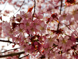 Beautiful cherry blossom sakura in spring time over blue sky in Helsinki, Finland, Europe
