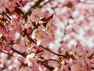 Beautiful cherry blossom sakura in spring time over blue sky in Helsinki, Finland, Europe