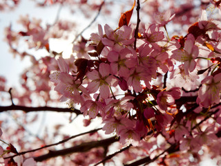 Beautiful cherry blossom sakura in spring time over blue sky in Helsinki, Finland, Europe