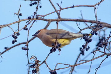 Cedar waxwing eating berries on the tree she/he is perched in - in the winter - near the Minnesota River in the Minnesota Valley National Wildlife Refuge