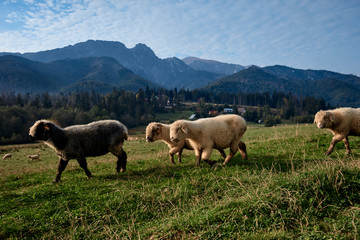 Sheeps on a green hill, mountains as a background