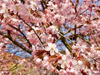 Beautiful cherry blossom sakura in spring time over blue sky in Helsinki, Finland, Europe