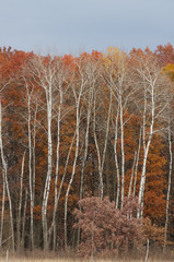 Fototapeta premium Autumn colored leaves (red, orange, yellow, red, brown) on white birch tree forest in Crex Meadows Wildlife Area in Northern Wisconsin
