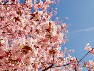 Beautiful cherry blossom sakura in spring time over blue sky in Helsinki, Finland, Europe