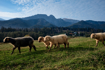 Sheeps on a green hill, mountains as a background