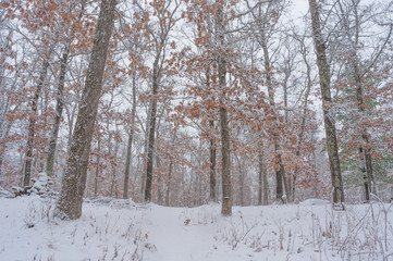 Beautiful snowy winter forest in Governor Knowles State Forest in Northern Wisconsin