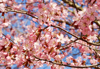 Beautiful cherry blossom sakura in spring time over blue sky in Helsinki, Finland, Europe