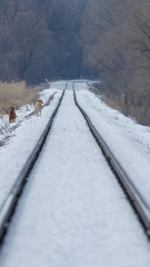 Snowy straight railroad tracks near the Minnesota River and near Black Dog coal power plant