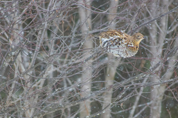 Ruffed grouse perched in a tree - taken on an overcast snowing winter day in Aitkin County, Minnesota