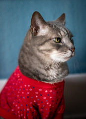 cat wearing red holiday sweater