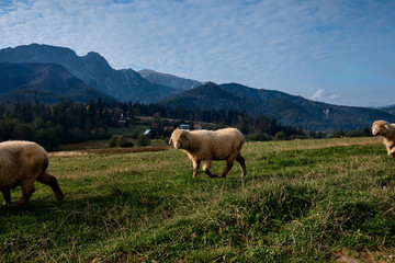 Fototapeta premium Sheeps on a green hill, mountains as a background