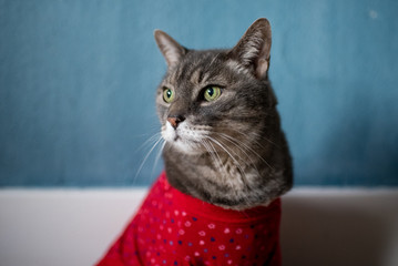 cat wearing red holiday sweater
