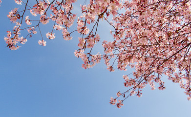 Beautiful cherry blossom sakura in spring time over blue sky in Helsinki, Finland, Europe