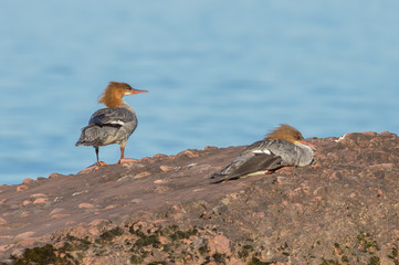 A pair of common mergansers on the rocky shoreline of Lake Superior pictured from Porcupine Mountains Wilderness State Park in the Upper Peninsula of Michigan