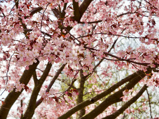 Beautiful cherry blossom sakura in spring time over blue sky in Helsinki, Finland, Europe