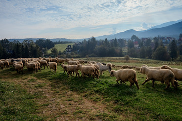 Obraz premium Sheeps on a green hill, mountains as a background