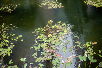 pond with rain drops