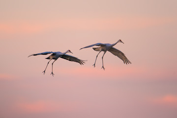 Sandhill cranes in flight with red and blue sky and clouds at dusk / sunset during fall migration...