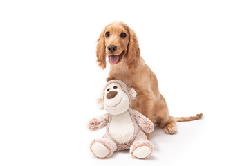 Cocker Spaniel 3 month old puppy isolated on white background with his favourite toy