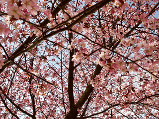 Beautiful cherry blossom sakura in spring time over blue sky in Helsinki, Finland, Europe