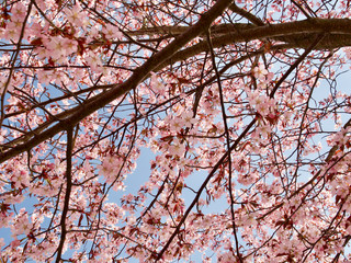 Obraz premium Beautiful cherry blossom sakura in spring time over blue sky in Helsinki, Finland, Europe