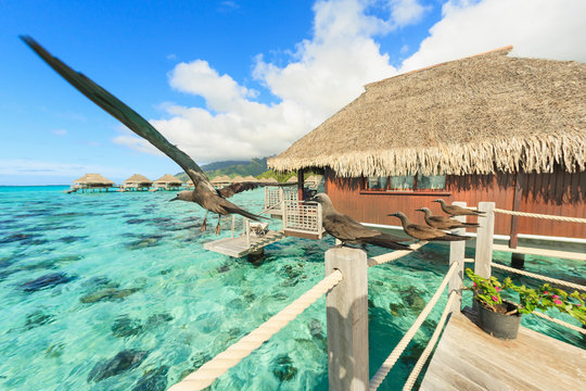 Birds perched on bungalow railing, Bora Bora, French Polynesia