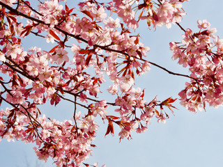 Beautiful cherry blossom sakura in spring time over blue sky in Helsinki, Finland, Europe