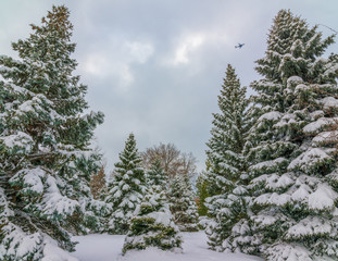 Snowy evergreen coniferous trees on Minnehaha Parkway in Minneapolis, Minnesota with a plane in the background - beautiful snowy winter day with snow on trees