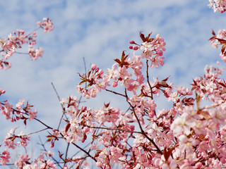 Beautiful cherry blossom sakura in spring time over blue sky in Helsinki, Finland, Europe