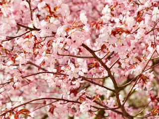 Beautiful cherry blossom sakura in spring time over blue sky in Helsinki, Finland, Europe