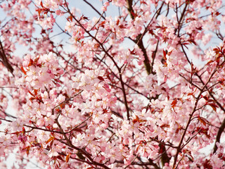 Beautiful cherry blossom sakura in spring time over blue sky in Helsinki, Finland, Europe