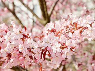 Beautiful cherry blossom sakura in spring time over blue sky in Helsinki, Finland, Europe