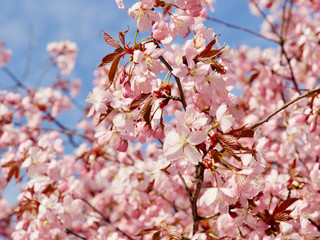 Beautiful cherry blossom sakura in spring time over blue sky in Helsinki, Finland, Europe