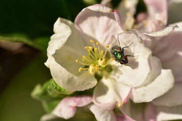 nahaufnahme einer schillernden grünen fliege auf einer apfelblüte im frühling