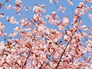 Beautiful cherry blossom sakura in spring time over blue sky in Helsinki, Finland, Europe