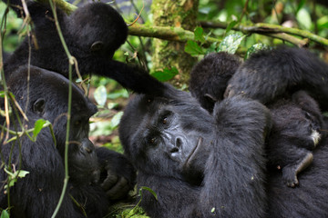 Mountain gorilla family with baby gorilla