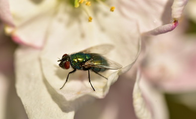 nahaufnahme einer schillernden grünen fliege auf einer apfelblüte im frühling