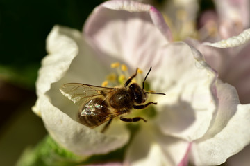nahaufnahme einer honigbiene im frühling auf einer apfelblüte