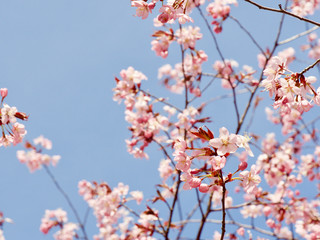 Beautiful cherry blossom sakura in spring time over blue sky in Helsinki, Finland, Europe