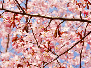 Beautiful cherry blossom sakura in spring time over blue sky in Helsinki, Finland, Europe