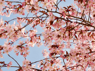 Beautiful cherry blossom sakura in spring time over blue sky in Helsinki, Finland, Europe