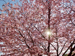 Beautiful cherry blossom sakura in spring time over blue sky in Helsinki, Finland, Europe