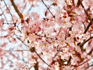 Beautiful cherry blossom sakura in spring time over blue sky in Helsinki, Finland, Europe