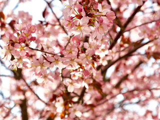 Beautiful cherry blossom sakura in spring time over blue sky in Helsinki, Finland, Europe