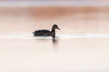 Female mallard in lake at sunrise. Side view.
