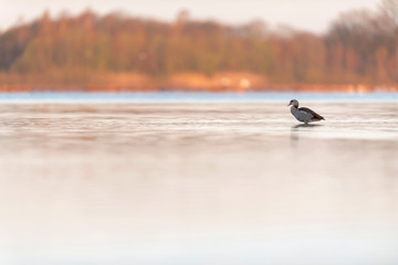 Egyptian goose standing in lake at dawn. Side view.